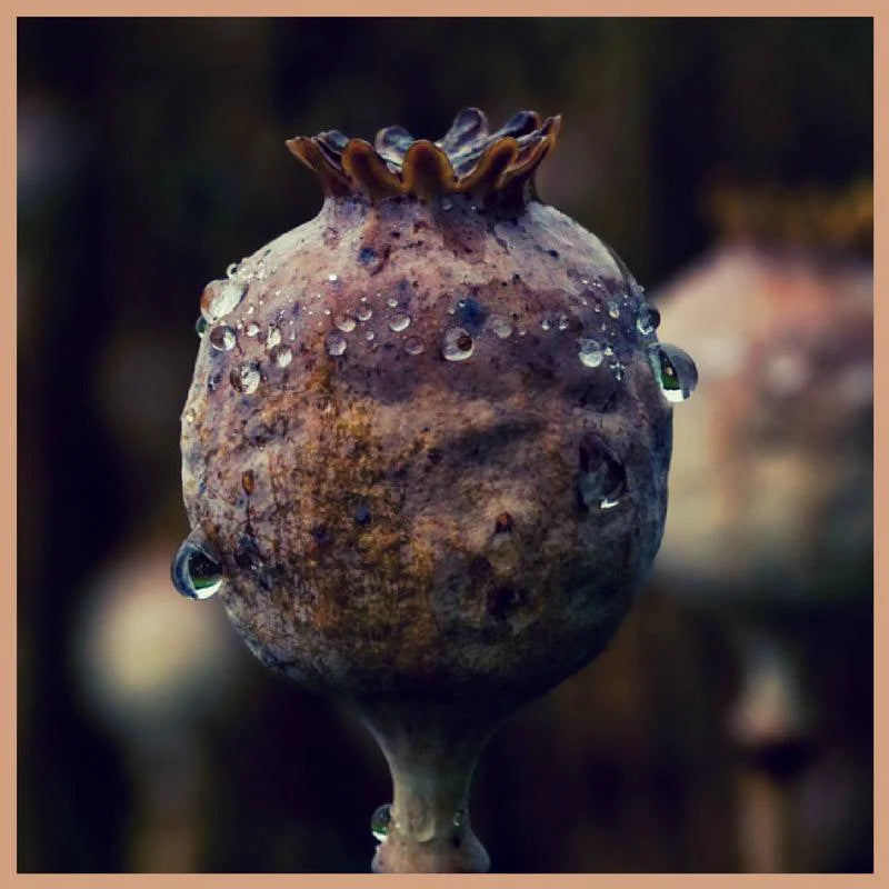 Opium Clouds Handmade Soy Wax Melts 6pk Mini Clouds - Black Opium Fragrance