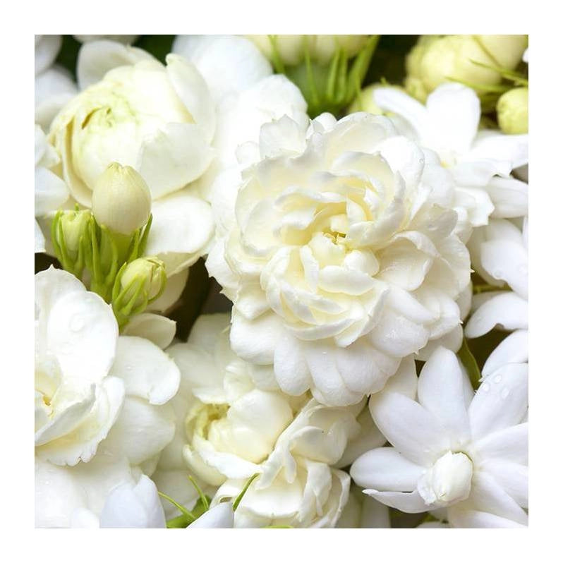 Divine Jasmine Cloud-Shaped Handmade Soy Wax Melts - Pure Floral Bliss
